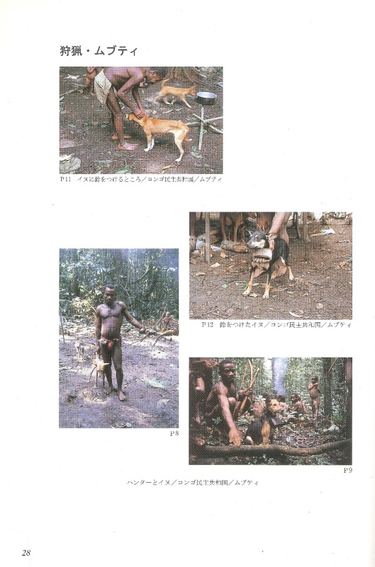 Hunting dogs of the Mbuti